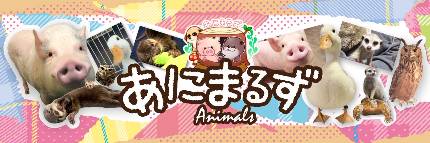 あにまるずのあいるん、飼っているカワウソがYouTubeで初「日本で公式なカワウソ」と承認