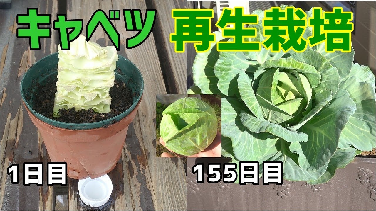 のりんご、スーパーで購入したキャベツの再生栽培動画が視聴回数239万回を突破!収穫はできるのか