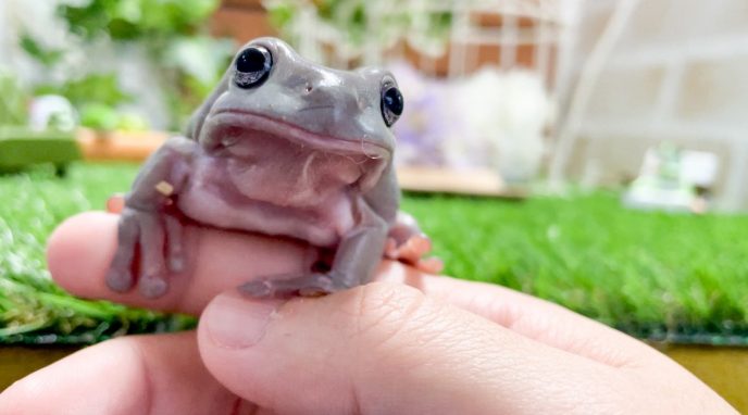 ヒトの指を甘噛みするカエル出現!?カエルの飼い慣らし方を伝授するYouTube動画が話題