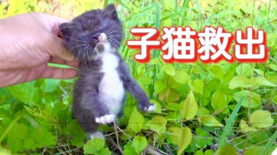 Youtubeチャンネル タイピー日記 目が開かない一匹の子猫を保護 成長過程を収めた動画が話題 公開4日で100万回再生を突破 らいばーずワールド