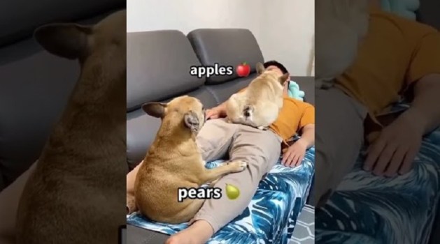 etcetra dogs