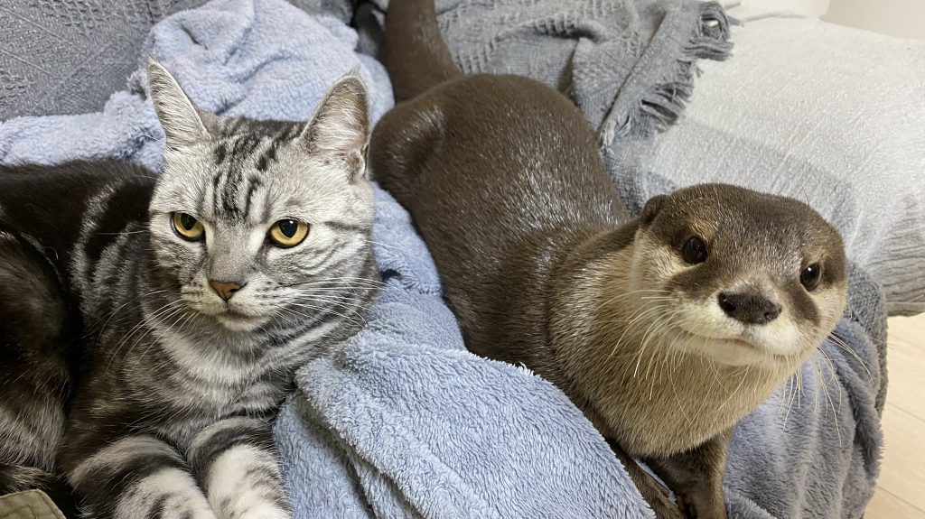 カワウソAtyくんとにゃん先輩