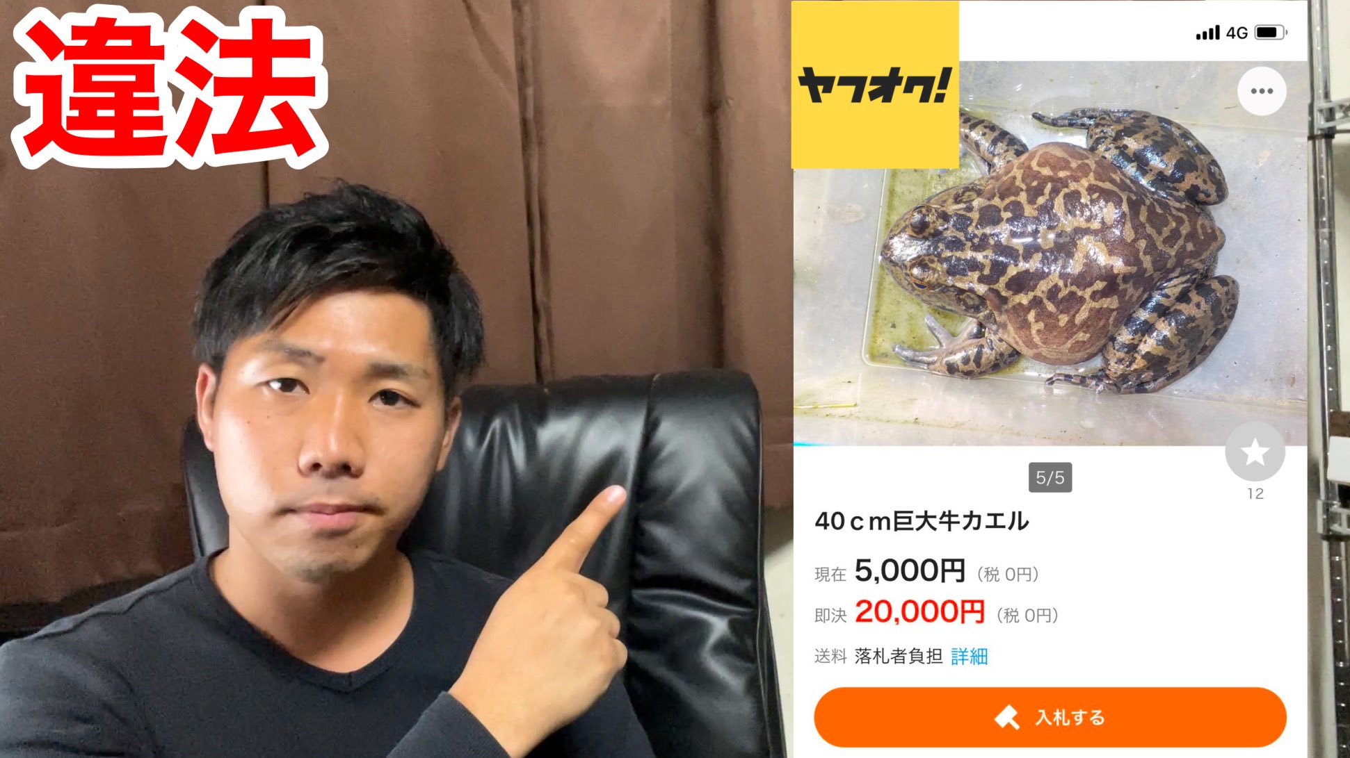 鰐 解説